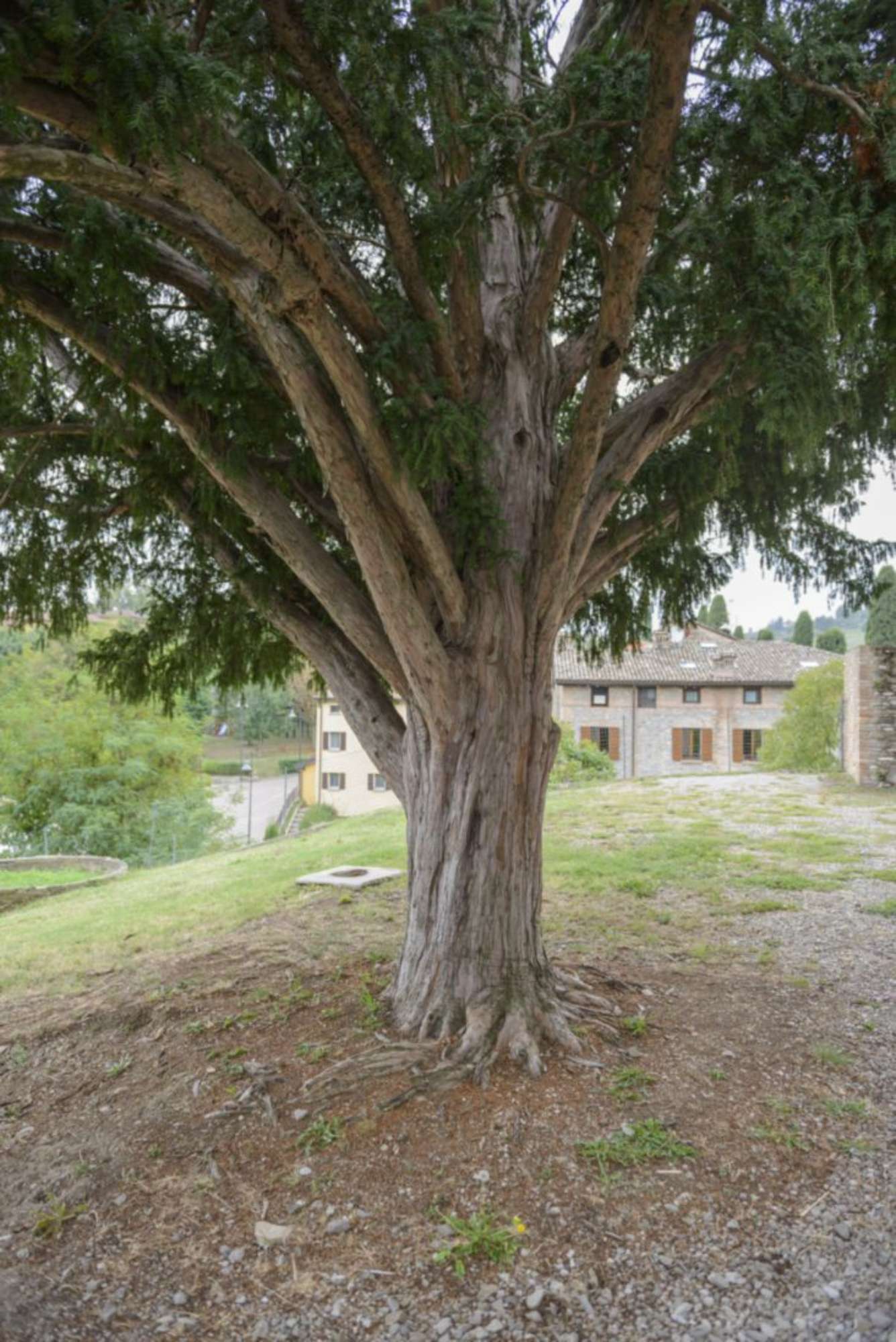 Tasso_Castelvetro di Modena_SCA3303
